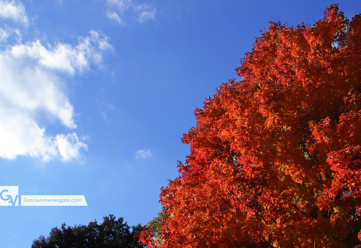 Grace-Anne-Vergara-Apples-WEB-H01