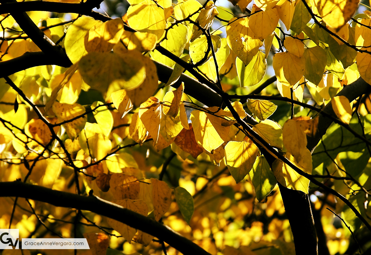 Grace-Anne-Vergara-Apples-WEB-H02