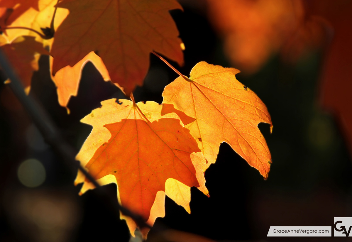 Grace-Anne-Vergara-Apples-WEB-H03