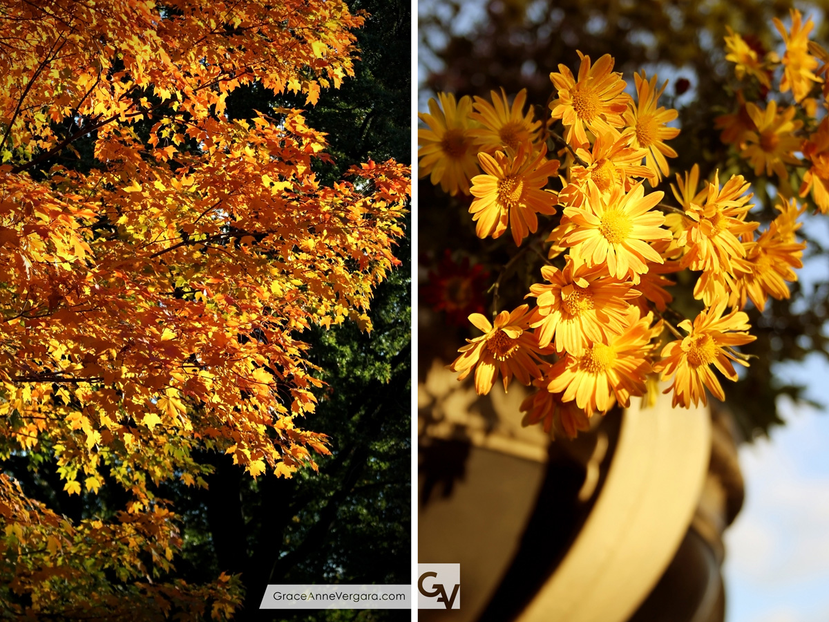 Grace-Anne-Vergara-Apples-WEB-V02