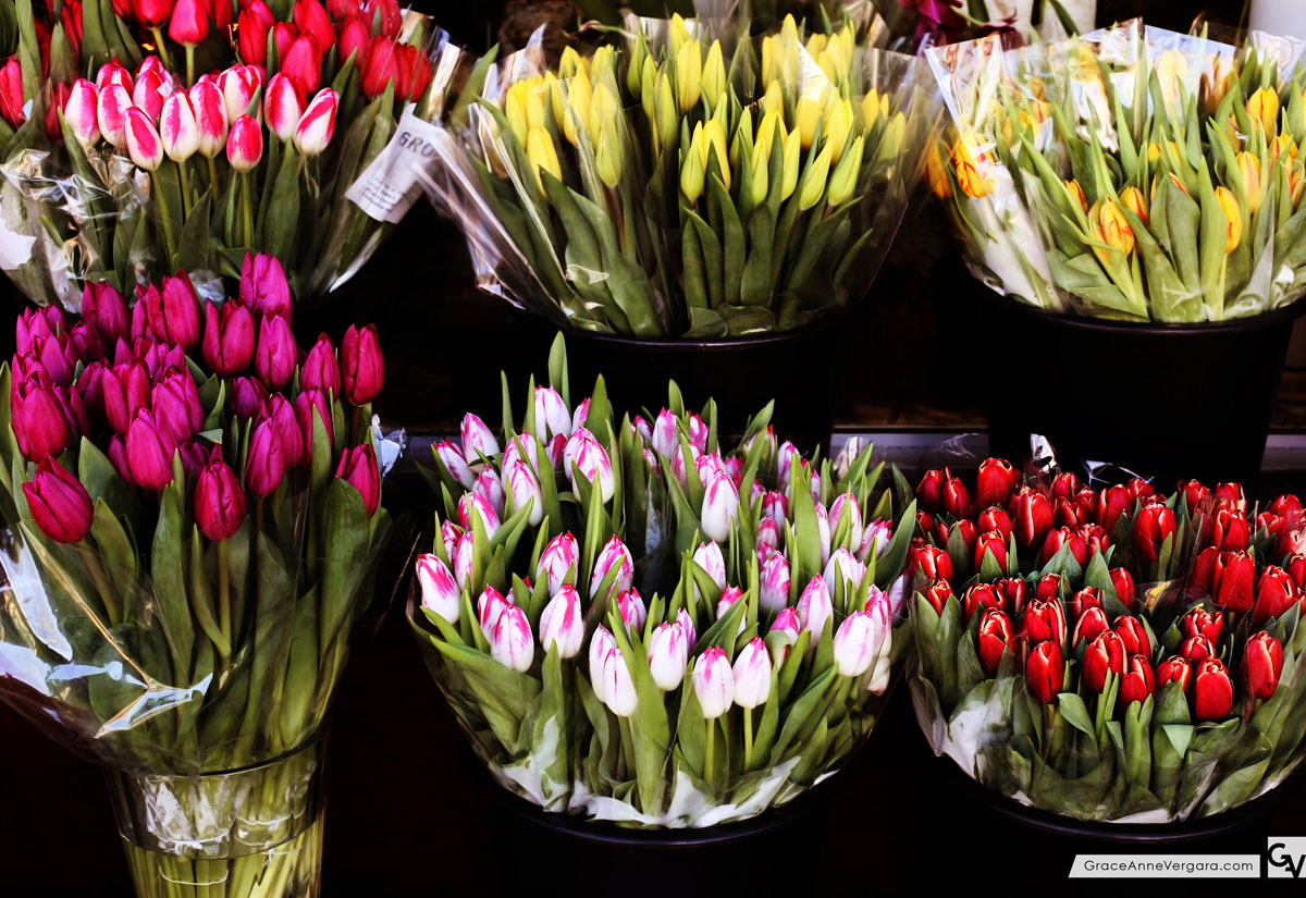 Grace-Anne-Vergara-Spring-WEB-H02