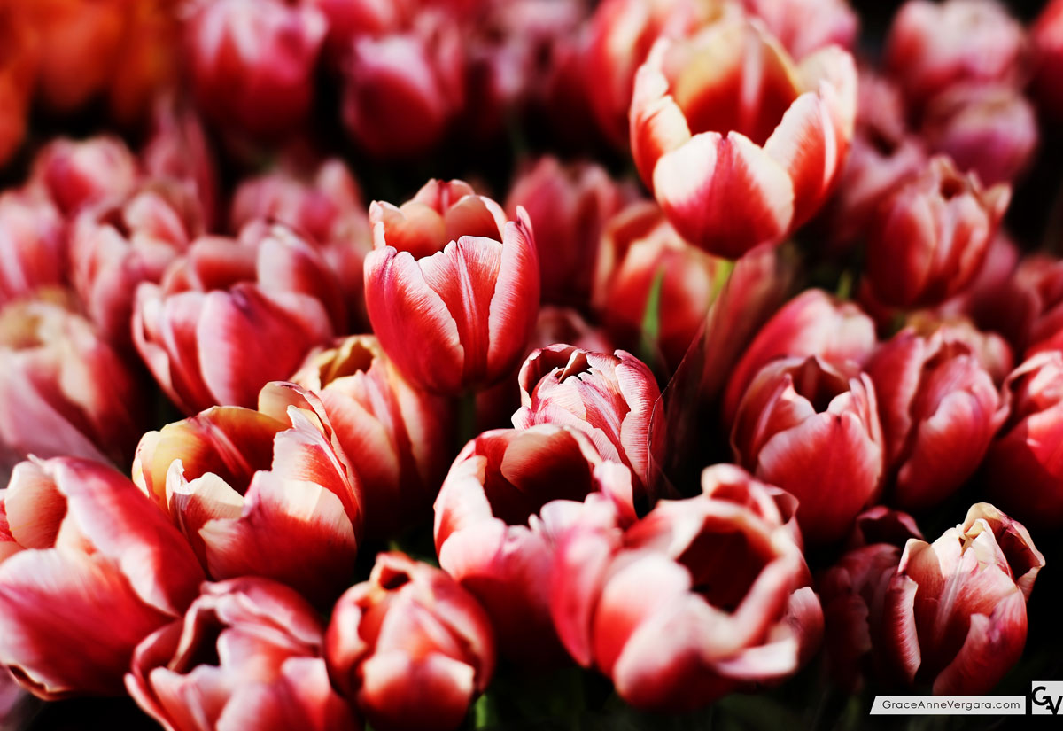 Grace-Anne-Vergara-Spring-WEB-H03