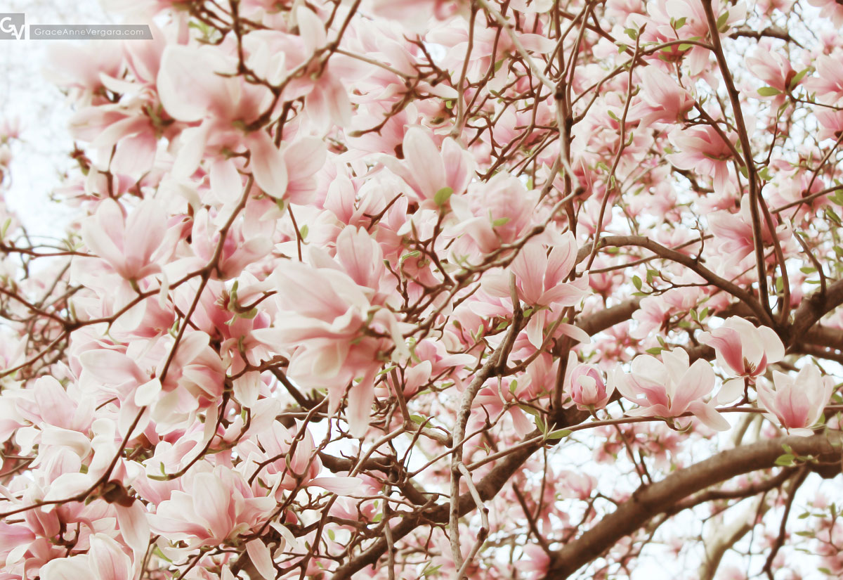 Pink Lemonade 02 | © 2014 Grace Anne Vergara