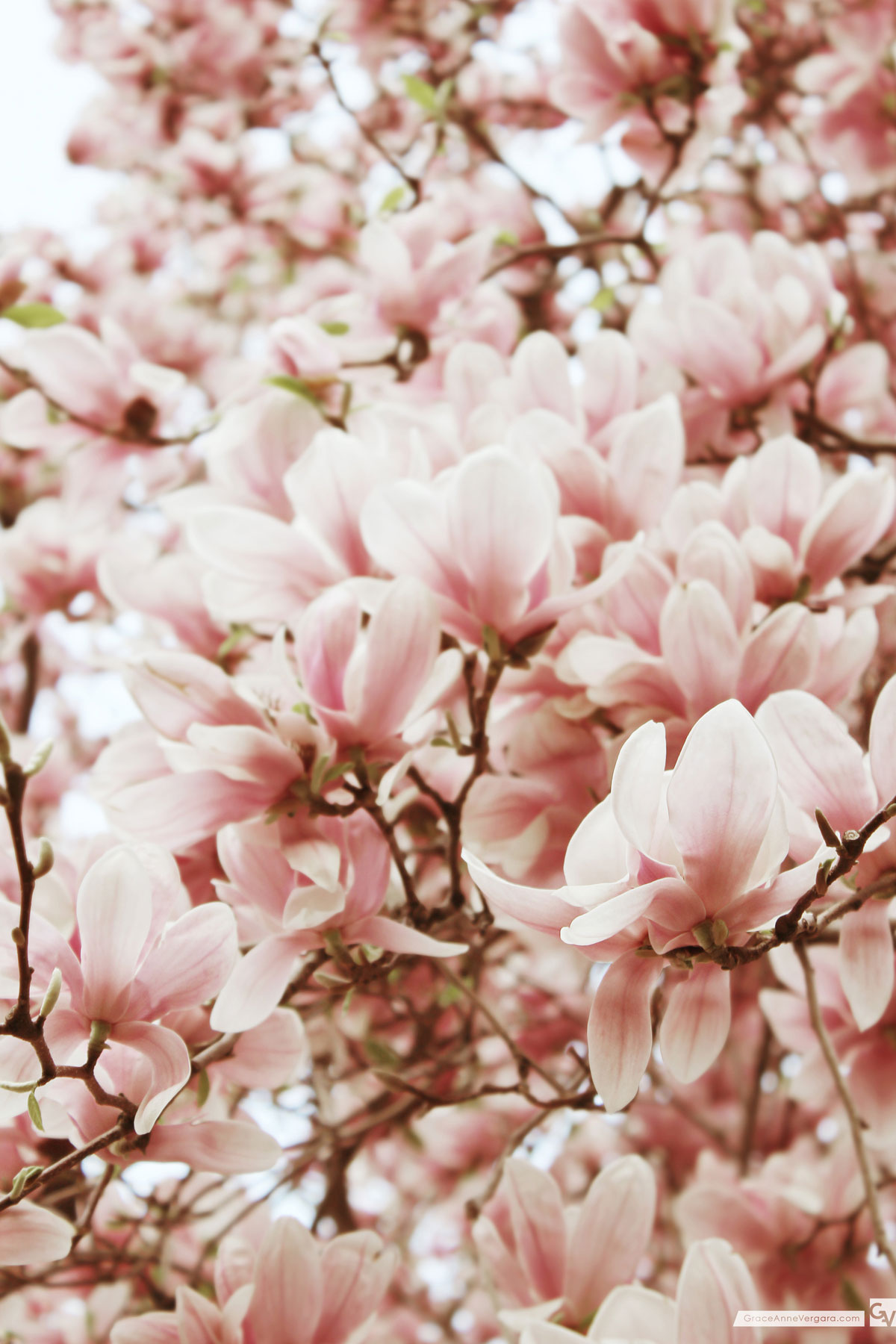 Pink Lemonade 04 | © 2014 Grace Anne Vergara