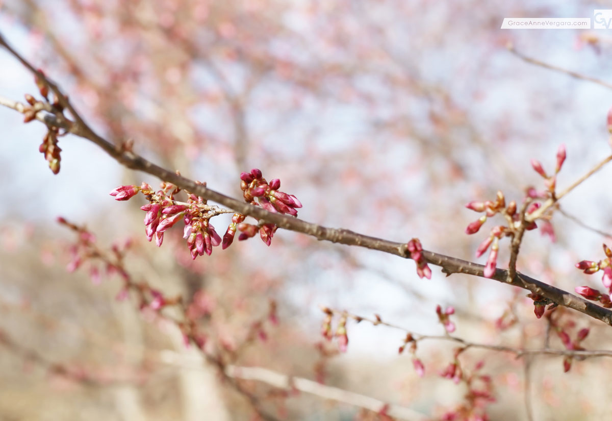 Budding 03 | © 2014 Grace Anne Vergara
