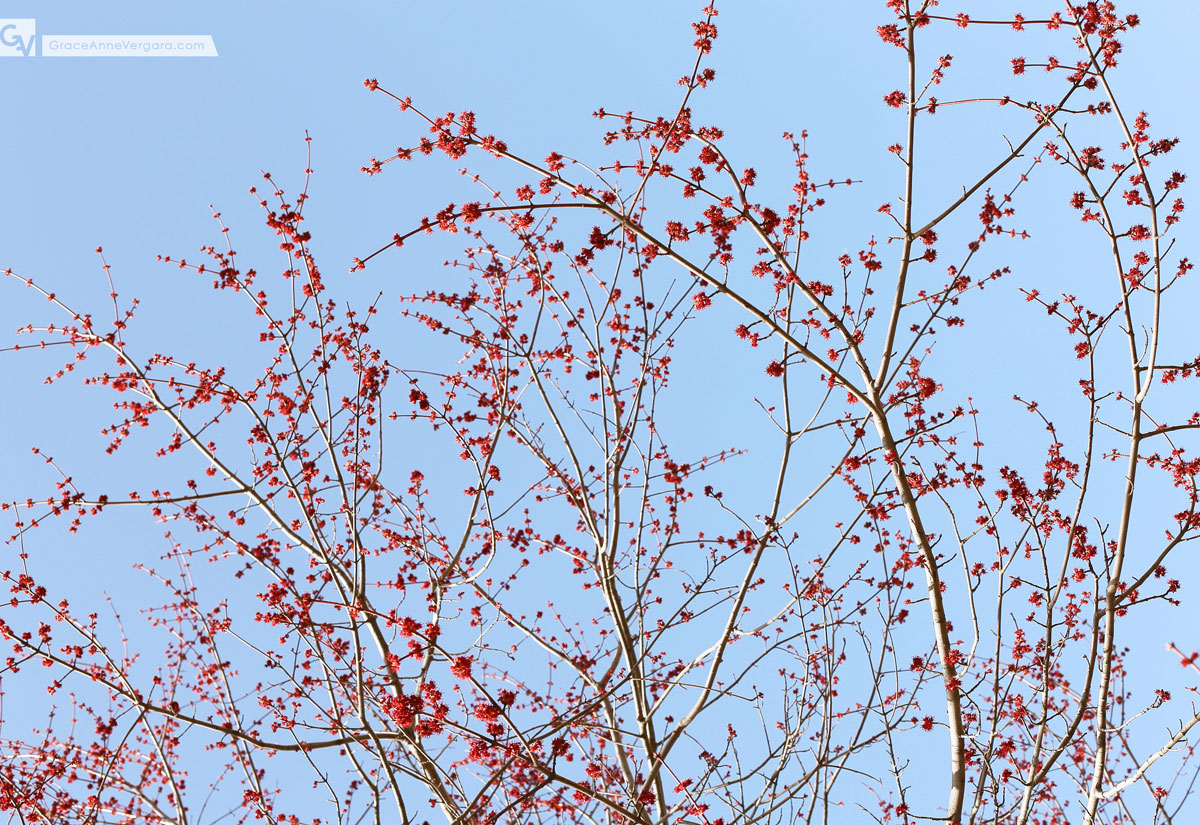 Budding 04 | © 2014 Grace Anne Vergara
