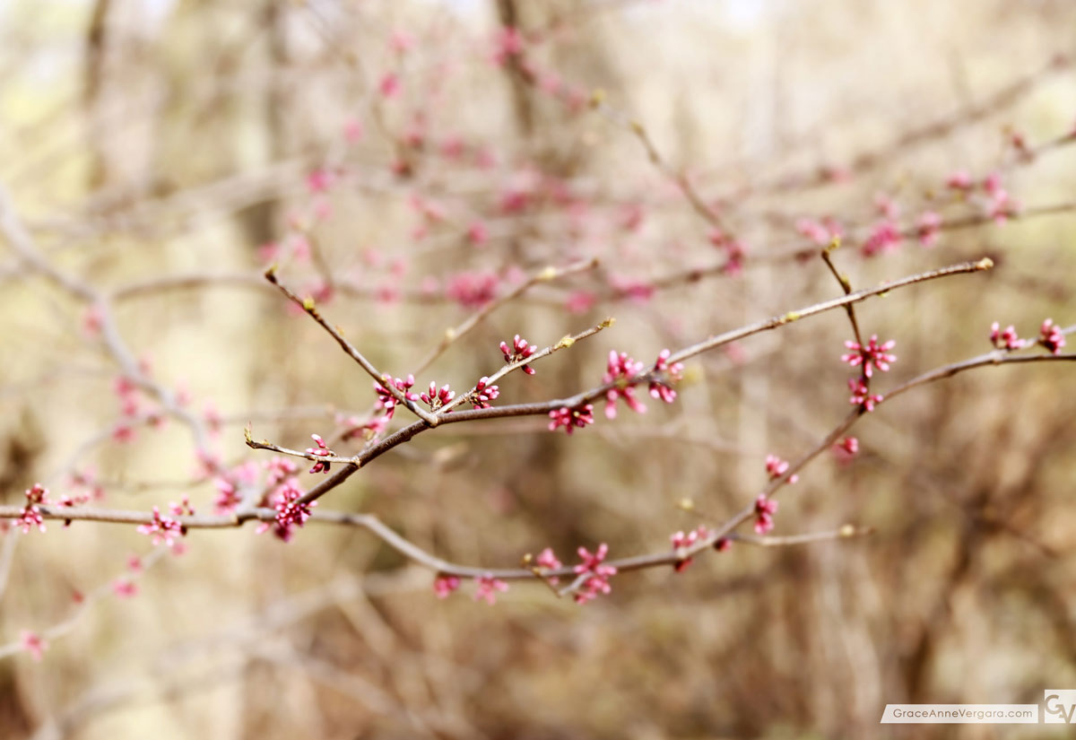 Budding 02 | © 2014 Grace Anne Vergara