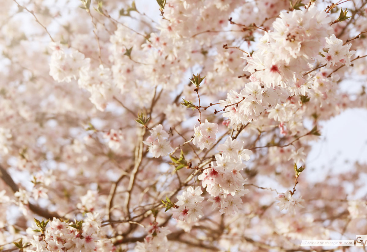 In the Details 1404 03 | © 2014 Grace Anne Vergara