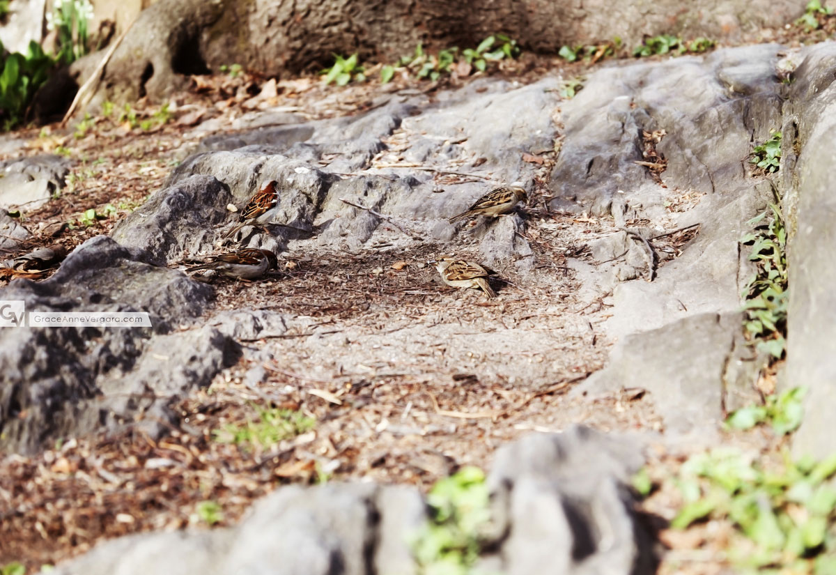 In the Details 1404 05 | © 2014 Grace Anne Vergara