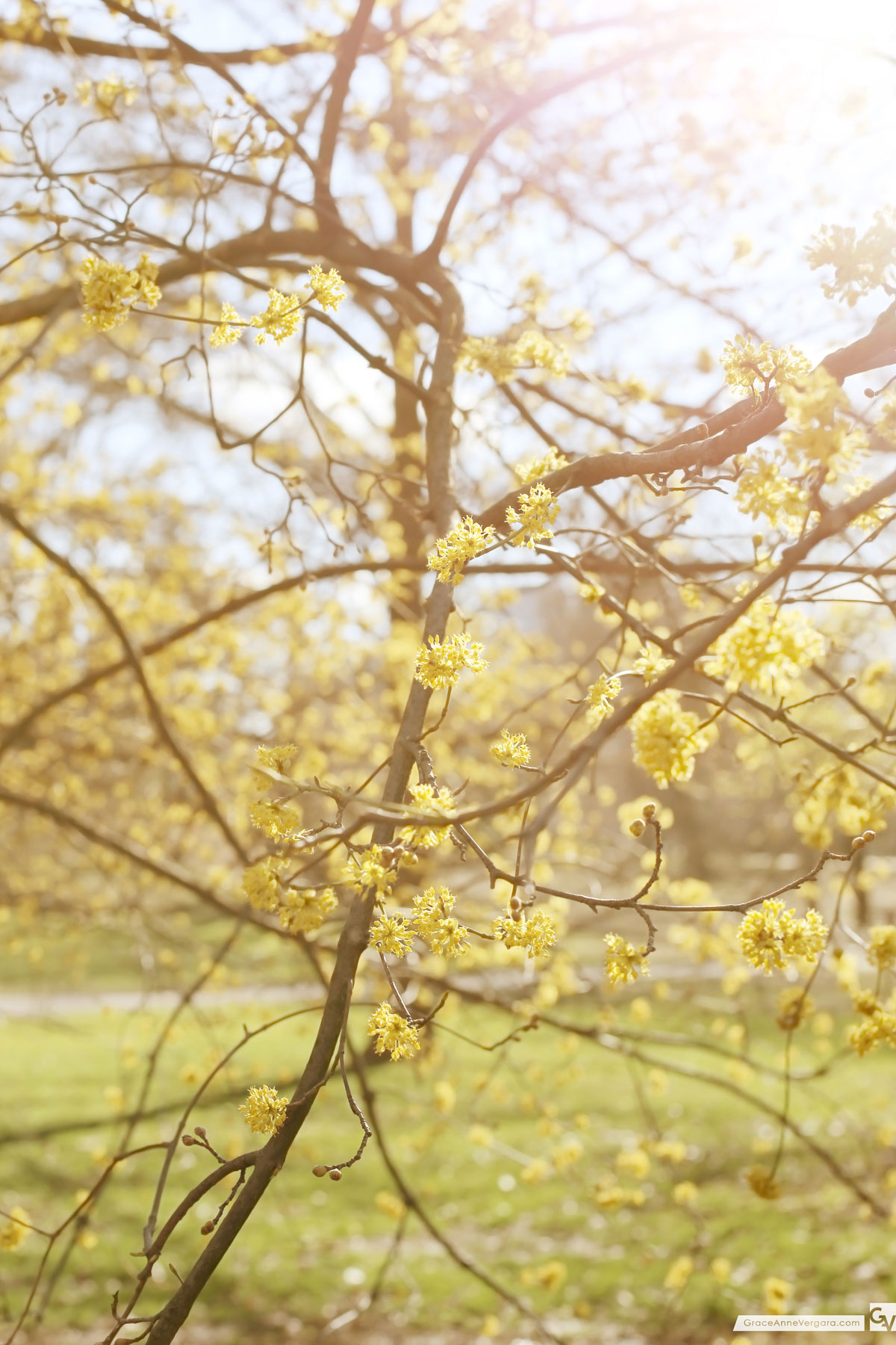 In the Details: May 2014 | © 2014 Grace Anne Vergara