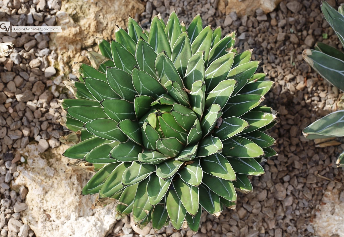 Enjoying July | © 2014 Grace Anne Vergara