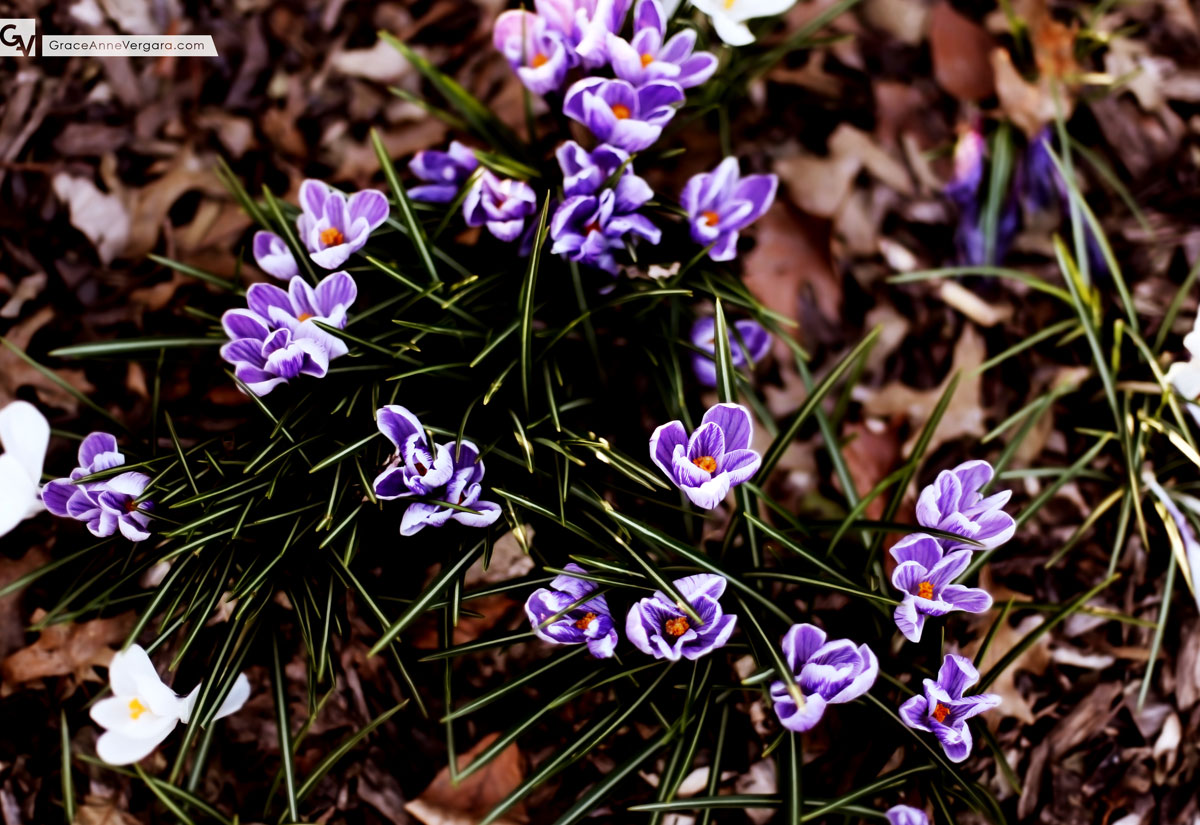 Look Down | © 2014 Grace Anne Vergara