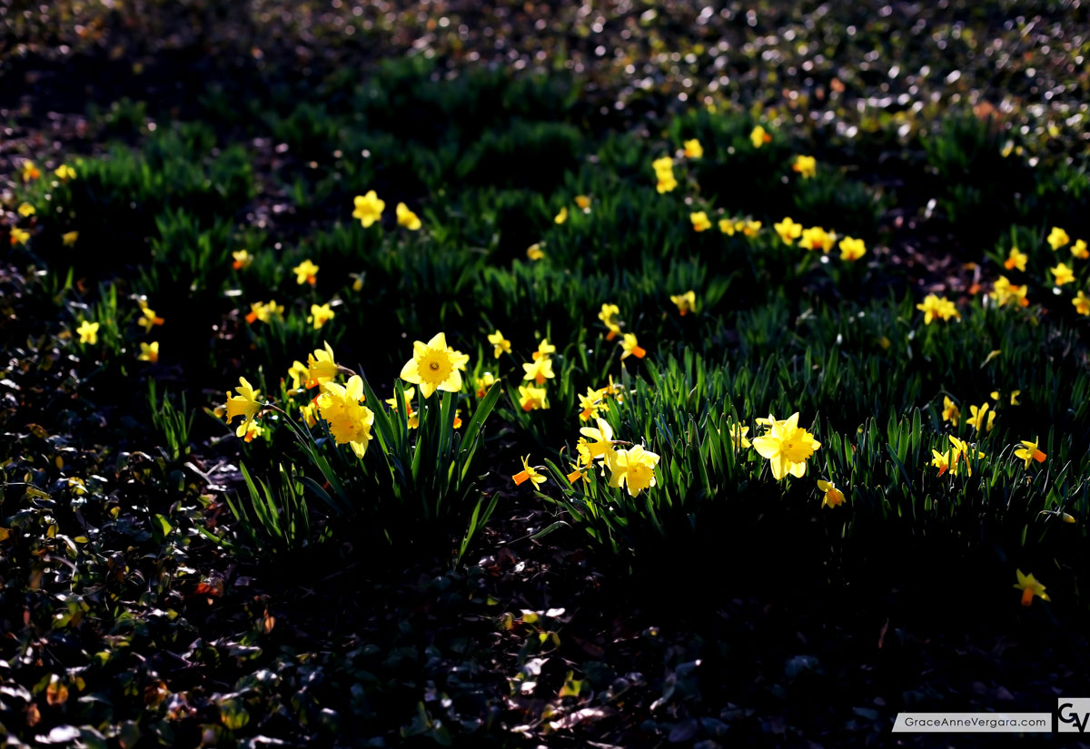 Look Down | © 2014 Grace Anne Vergara