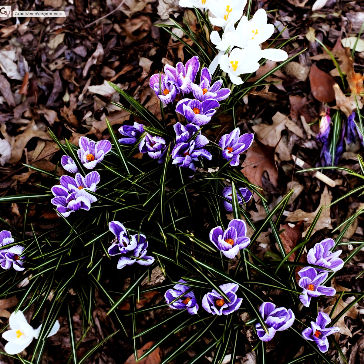 Look Down | © 2014 Grace Anne Vergara