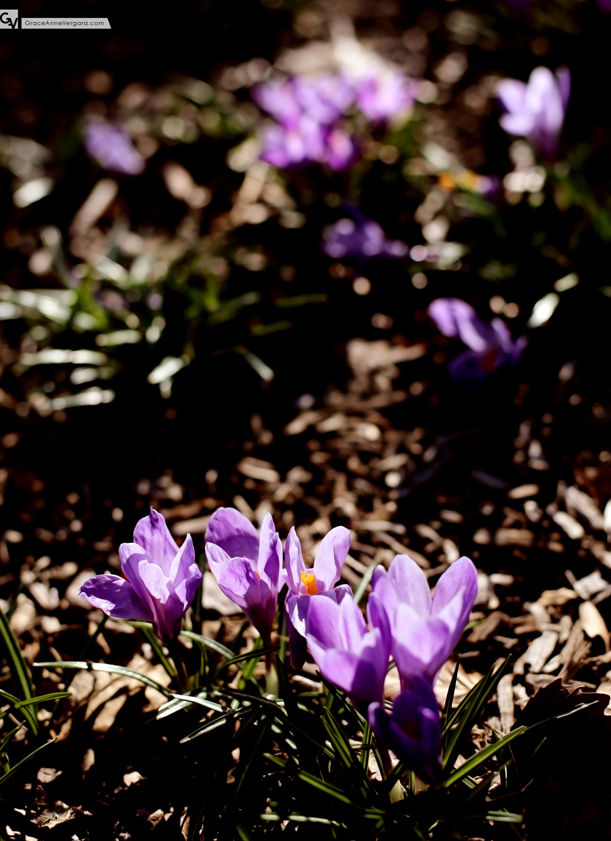 Dark Flowers | © 2014 Grace Anne Vergara
