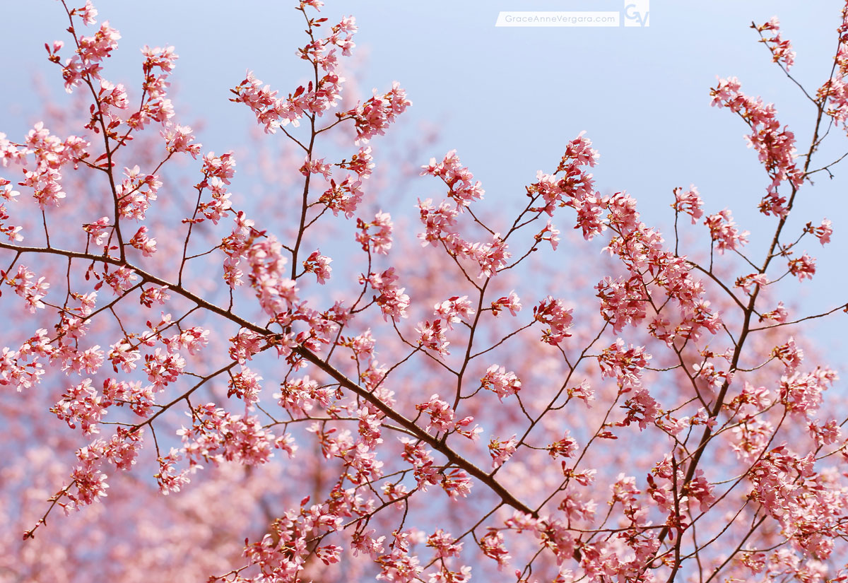 Pretty In Pink | © 2014 Grace Anne Vergara