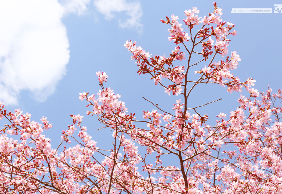 Pretty In Pink | © 2014 Grace Anne Vergara