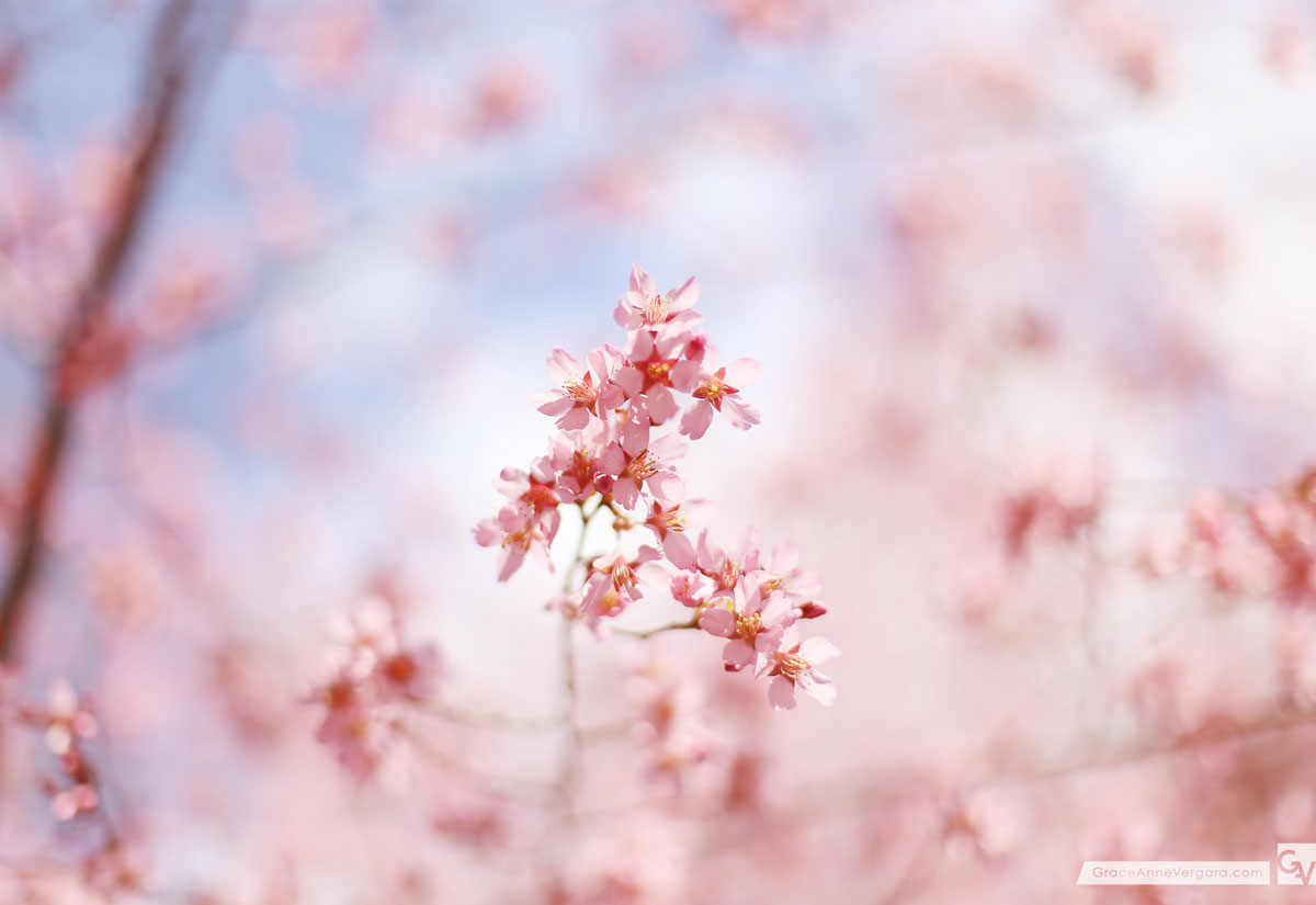 Pretty In Pink | © 2014 Grace Anne Vergara
