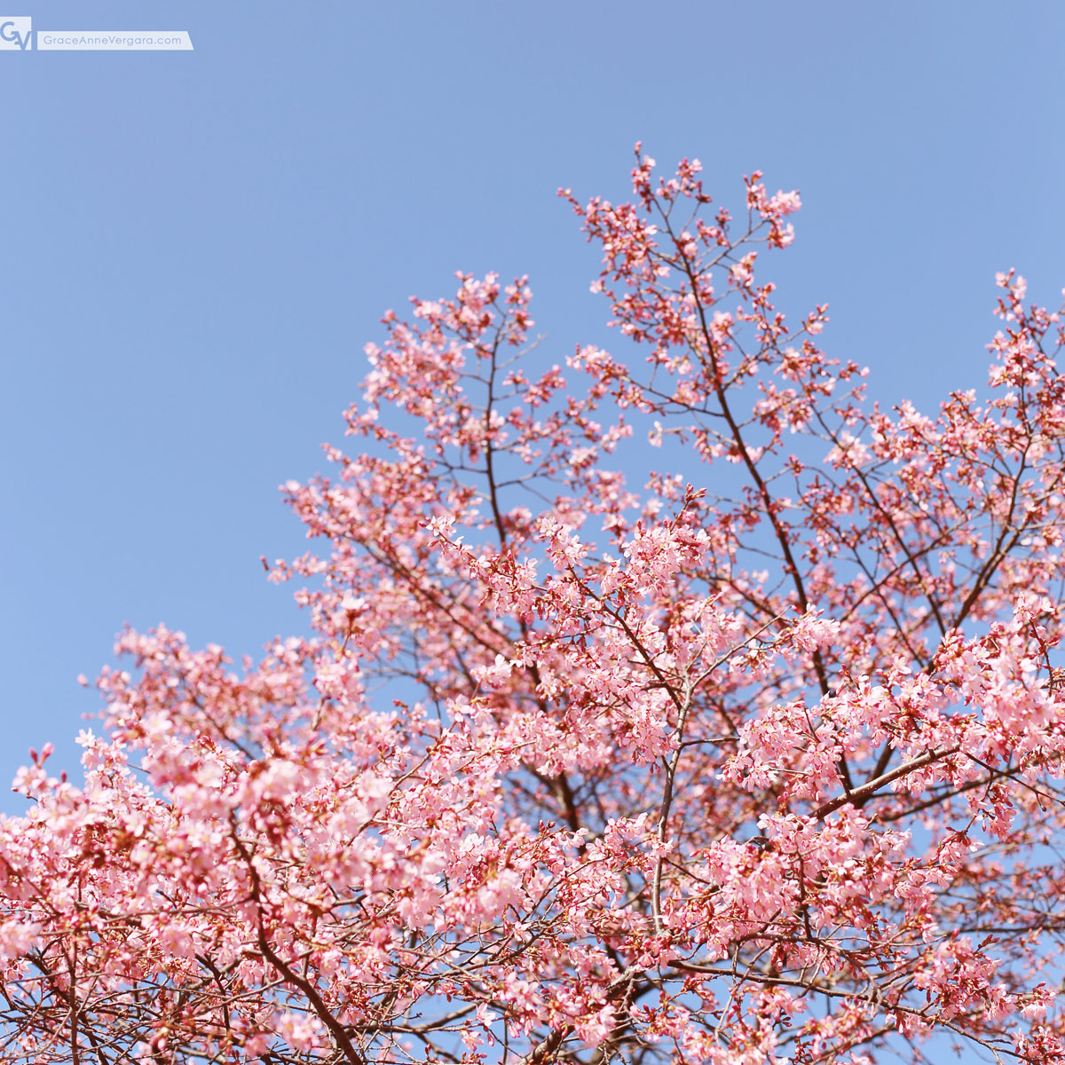 Pretty In Pink | © 2014 Grace Anne Vergara