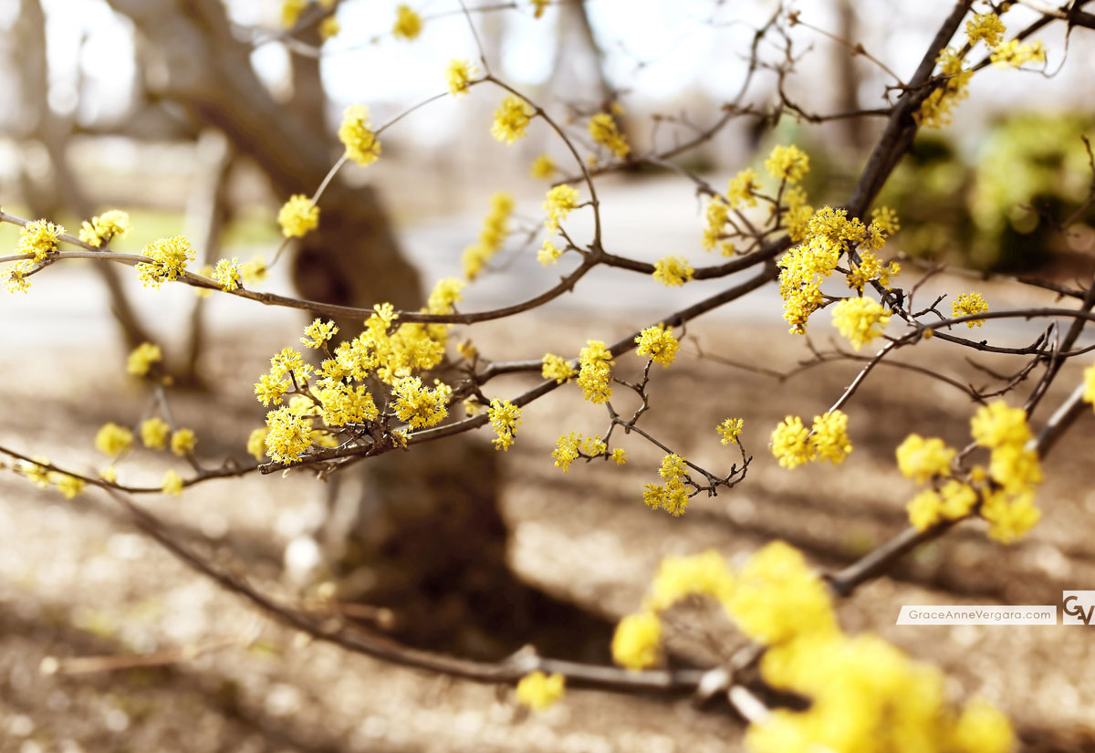 Spring In Yellow | © 2014 Grace Anne Vergara