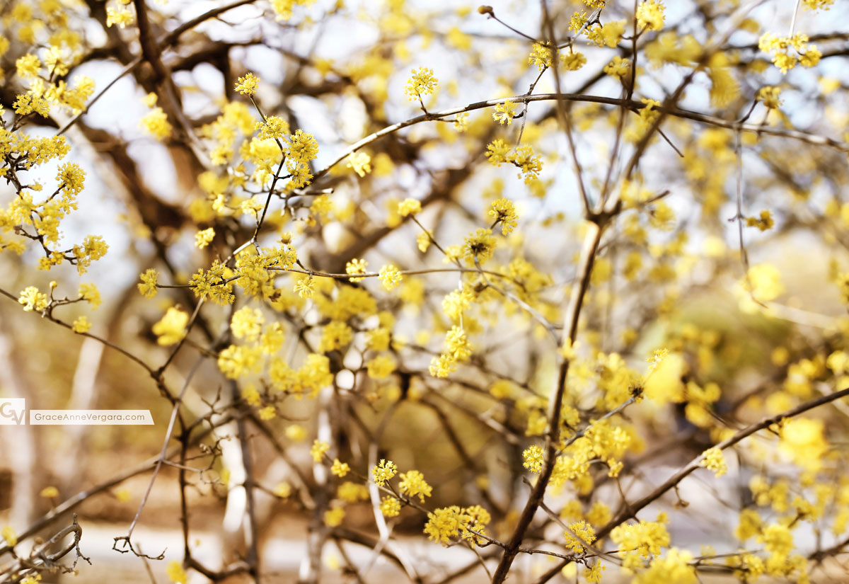 Spring In Yellow | © 2014 Grace Anne Vergara