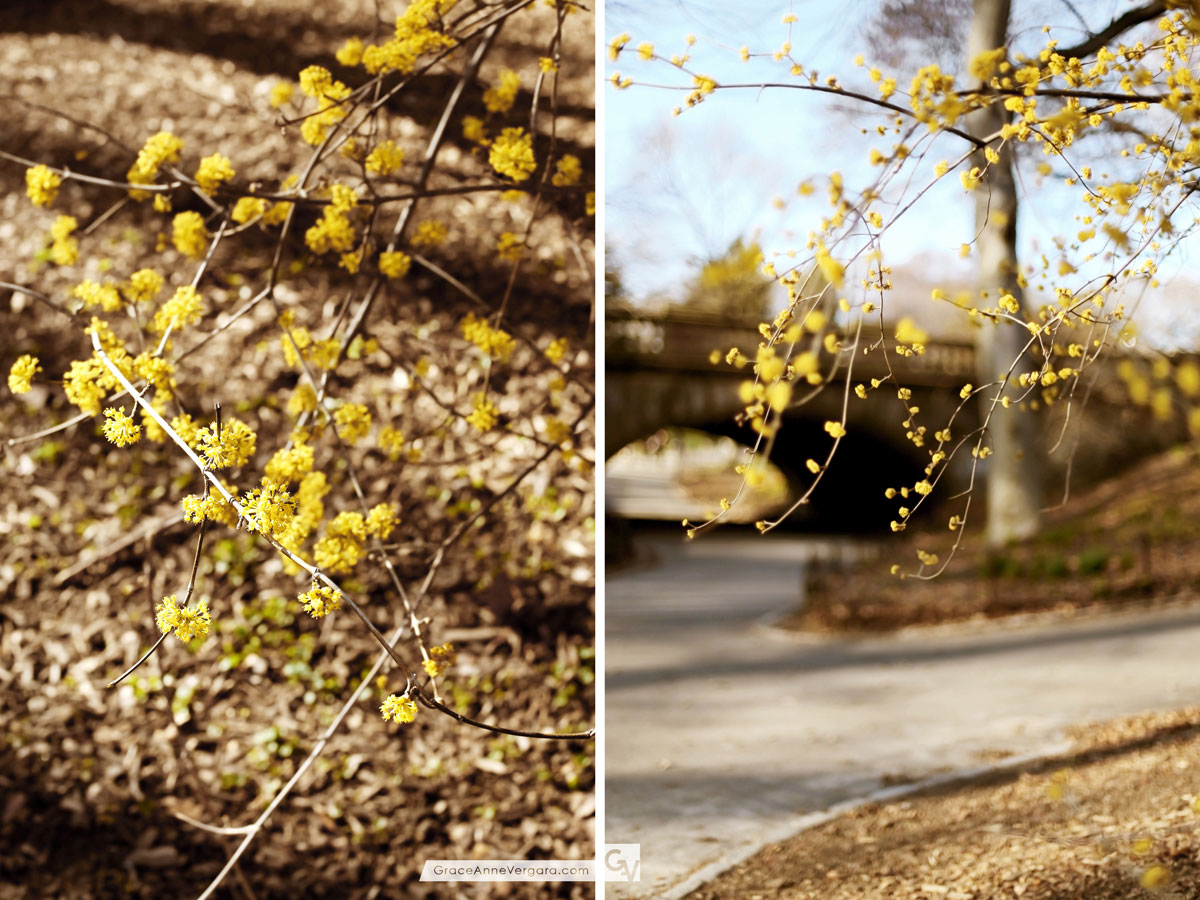 Spring In Yellow | © 2014 Grace Anne Vergara