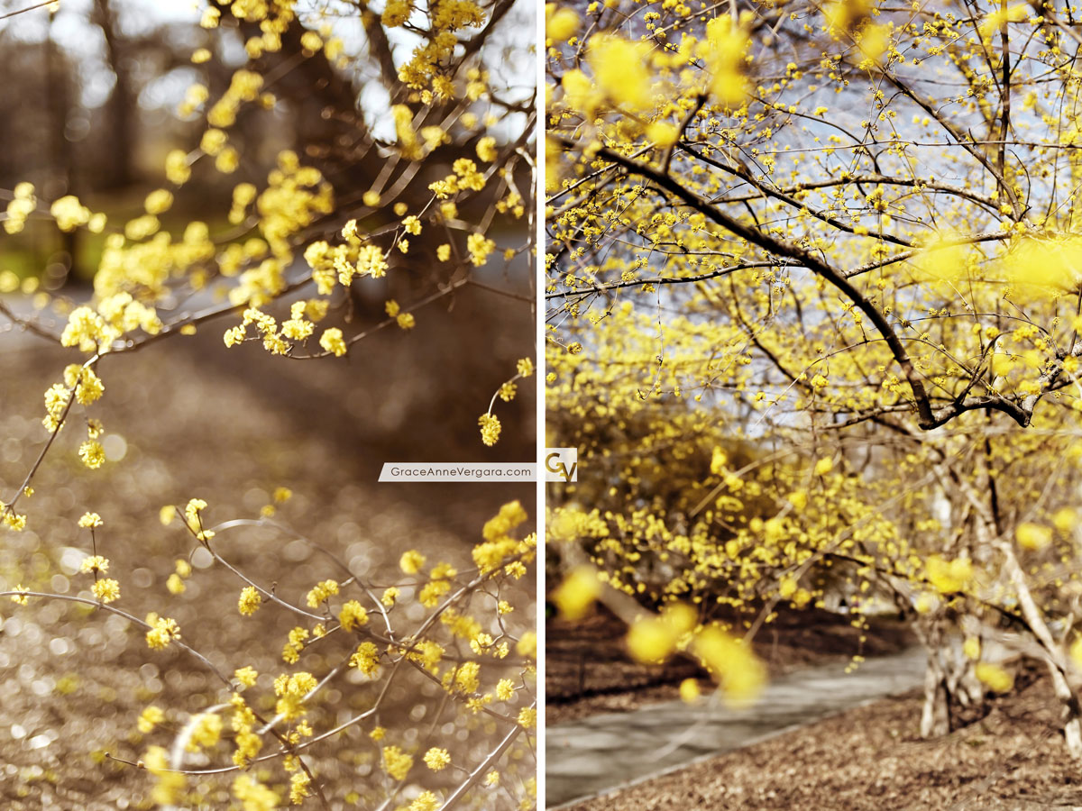 Spring In Yellow | © 2014 Grace Anne Vergara