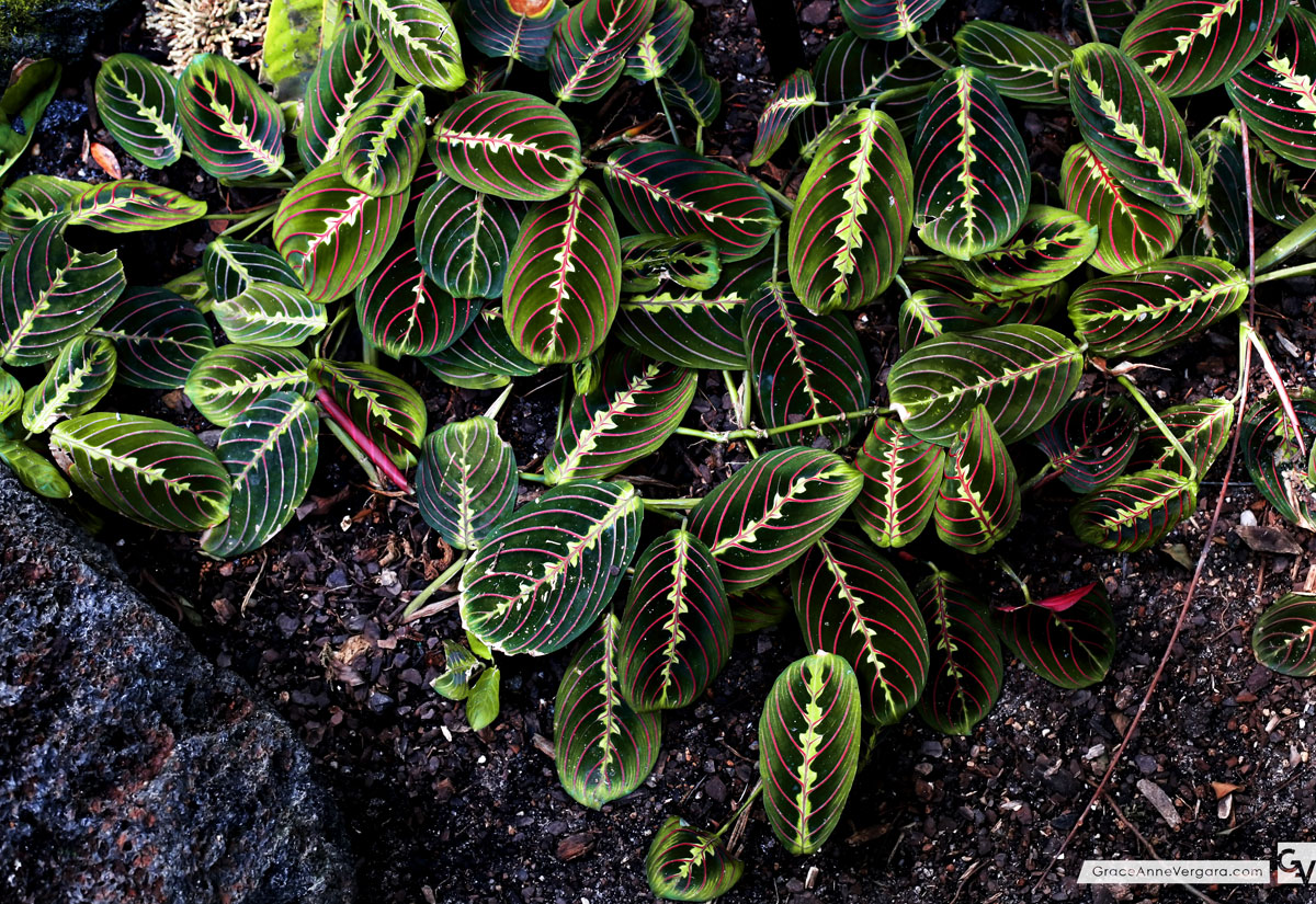 In the Details: July 2014 | © 2014 Grace Anne Vergara