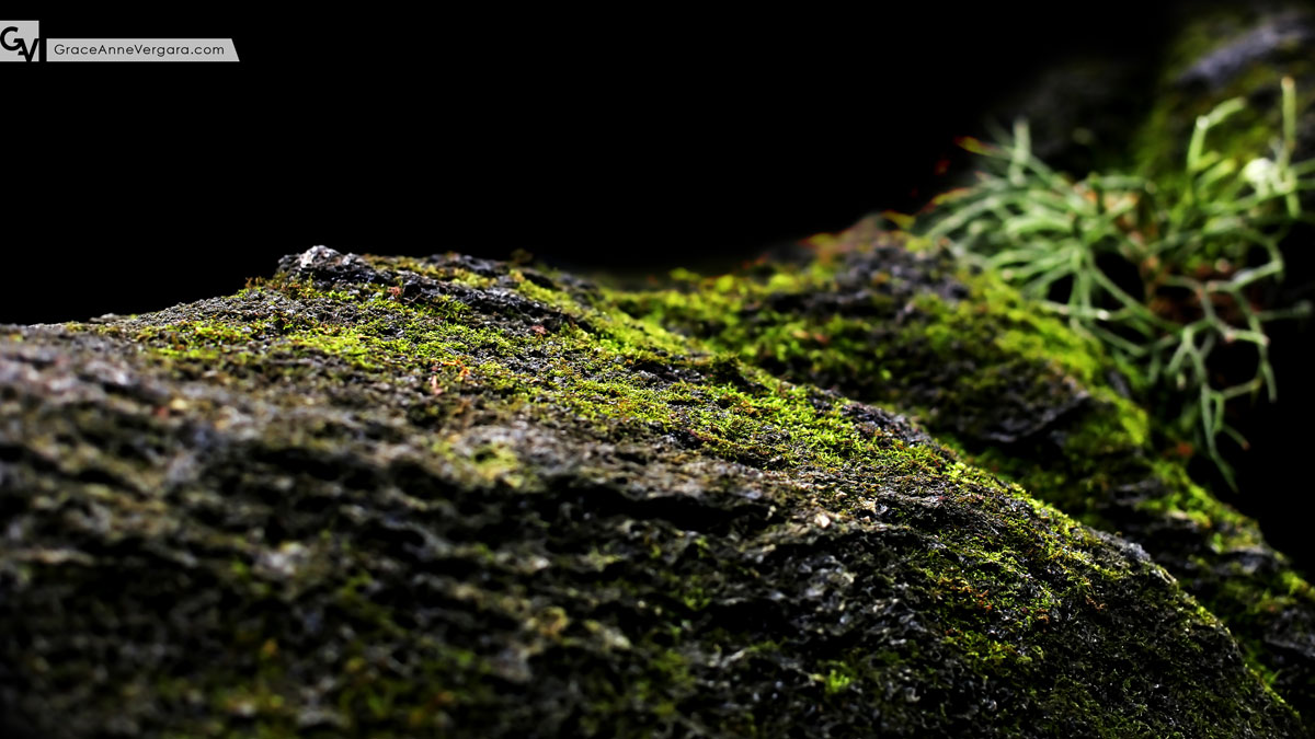 In the Details: July 2014 | © 2014 Grace Anne Vergara